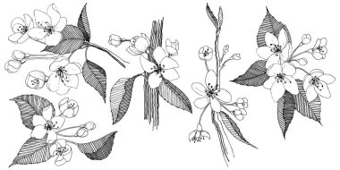 Elma ağacı izole bir vektör tarzı. Bitki tam adı: elma ağacı. Arka plan, doku, sarıcı desen, çerçeve veya kenarlık için vektör çiçek.