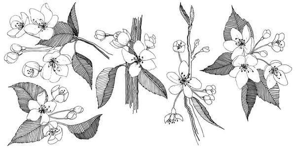 分離ベクトル スタイルでリンゴの木 植物の完全な名前 リンゴの木 テクスチャ ラッパー パターン 枠や図面枠のベクターの花 — ストックベクタ