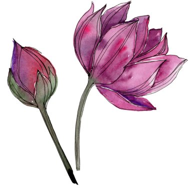Pembe lotus çiçeği. Botanik çiçek. İzole illüstrasyon öğesi. Arka plan, doku, sarıcı desen, çerçeve veya kenarlık için Aquarelle kır çiçeği.