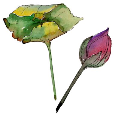 Pembe lotus çiçeği. Botanik çiçek. İzole illüstrasyon öğesi. Arka plan, doku, sarıcı desen, çerçeve veya kenarlık için Aquarelle kır çiçeği.