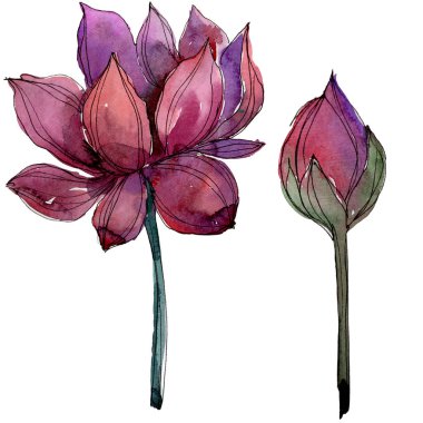 Pembe lotus çiçeği. Botanik çiçek. İzole illüstrasyon öğesi. Arka plan, doku, sarıcı desen, çerçeve veya kenarlık için Aquarelle kır çiçeği.
