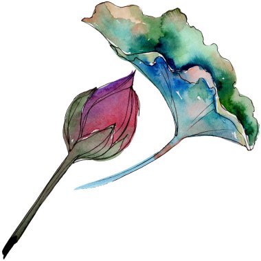 Pembe lotus çiçeği. Botanik çiçek. İzole illüstrasyon öğesi. Arka plan, doku, sarıcı desen, çerçeve veya kenarlık için Aquarelle kır çiçeği.