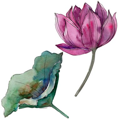 Pembe lotus çiçeği. Botanik çiçek. İzole illüstrasyon öğesi. Arka plan, doku, sarıcı desen, çerçeve veya kenarlık için Aquarelle kır çiçeği.