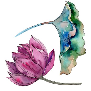 Pembe lotus çiçeği. Botanik çiçek. İzole illüstrasyon öğesi. Arka plan, doku, sarıcı desen, çerçeve veya kenarlık için Aquarelle kır çiçeği.