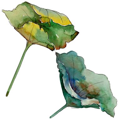 Pembe lotus çiçeği. Botanik çiçek. İzole illüstrasyon öğesi. Arka plan, doku, sarıcı desen, çerçeve veya kenarlık için Aquarelle kır çiçeği.