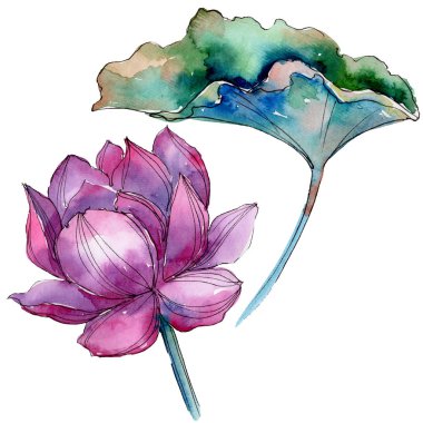 Pembe lotus çiçeği. Botanik çiçek. İzole illüstrasyon öğesi. Arka plan, doku, sarıcı desen, çerçeve veya kenarlık için Aquarelle kır çiçeği.