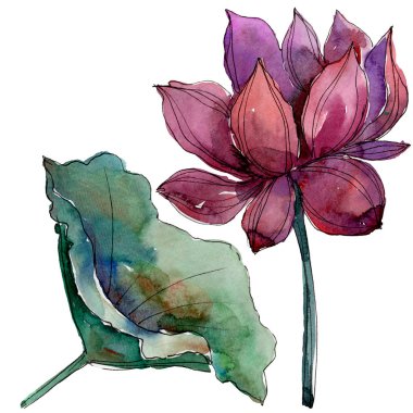 Pembe lotus çiçeği. Botanik çiçek. İzole illüstrasyon öğesi. Arka plan, doku, sarıcı desen, çerçeve veya kenarlık için Aquarelle kır çiçeği.