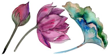 Pembe lotus çiçeği. Botanik çiçek. İzole illüstrasyon öğesi. Arka plan, doku, sarıcı desen, çerçeve veya kenarlık için Aquarelle kır çiçeği.