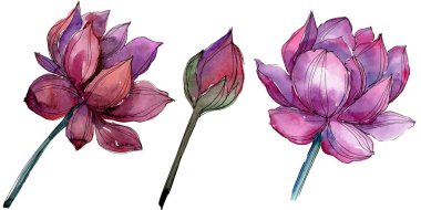 Pembe lotus çiçeği. Botanik çiçek. İzole illüstrasyon öğesi. Arka plan, doku, sarıcı desen, çerçeve veya kenarlık için Aquarelle kır çiçeği.