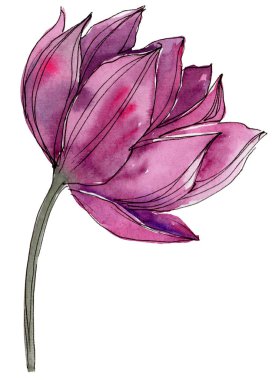 Pembe lotus çiçeği. Botanik çiçek. İzole illüstrasyon öğesi. Arka plan, doku, sarıcı desen, çerçeve veya kenarlık için Aquarelle kır çiçeği.