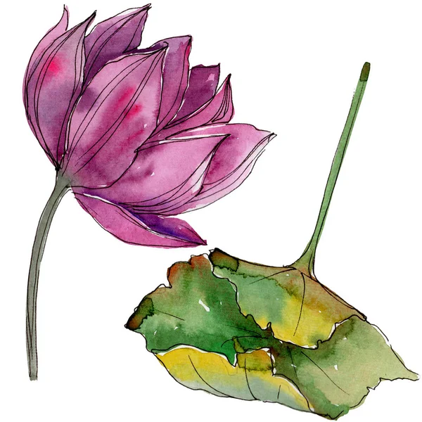 Fleur Lotus Rose Fleur Botanique Florale Élément Illustration Isolé Aquarelle — Photo