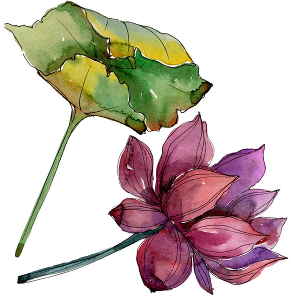 Fiore Loto Rosa Fiore Botanico Floreale Elemento Illustrazione Isolato Fiordaliso — Foto Stock