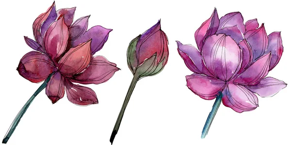 Rosa Lotusblume Blütenbotanische Blume Isoliertes Illustrationselement Aquarell Wildblume Für Hintergrund — Stockfoto