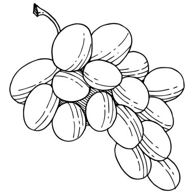 Üzüm sağlıklı gıda izole bir vektör tarzı. Meyve tam adı: üzüm. Vektör arka plan, doku, sarıcı desen veya menü yabani meyve.