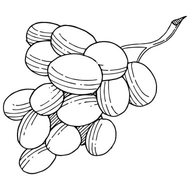 Üzüm sağlıklı gıda izole bir vektör tarzı. Meyve tam adı: üzüm. Vektör arka plan, doku, sarıcı desen veya menü yabani meyve.
