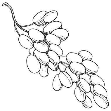 Üzüm sağlıklı gıda izole bir vektör tarzı. Meyve tam adı: üzüm. Vektör arka plan, doku, sarıcı desen veya menü yabani meyve.