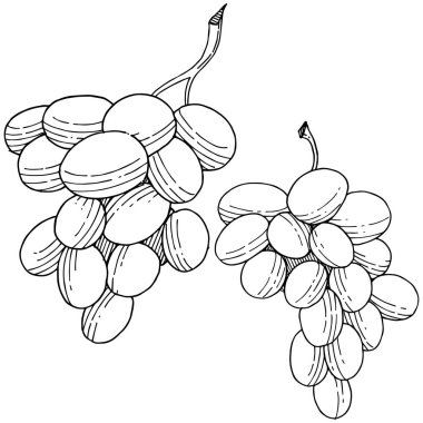 Üzüm sağlıklı gıda izole bir vektör tarzı. Meyve tam adı: üzüm. Vektör arka plan, doku, sarıcı desen veya menü yabani meyve.