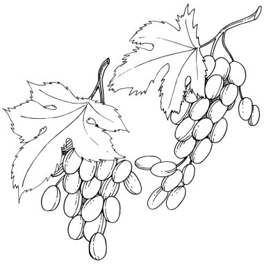 Üzüm sağlıklı gıda izole bir vektör tarzı. Meyve tam adı: üzüm. Vektör arka plan, doku, sarıcı desen veya menü yabani meyve.