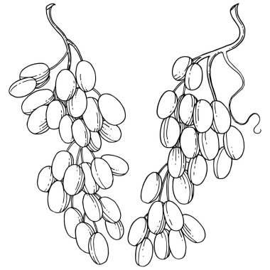 Üzüm sağlıklı gıda izole bir vektör tarzı. Meyve tam adı: üzüm. Vektör arka plan, doku, sarıcı desen veya menü yabani meyve.