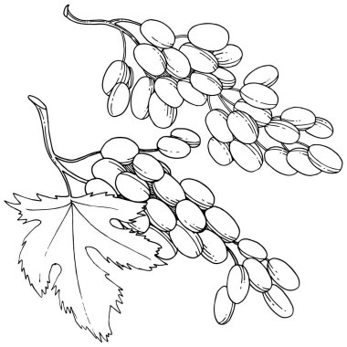 Üzüm sağlıklı gıda izole bir vektör tarzı. Meyve tam adı: üzüm. Vektör arka plan, doku, sarıcı desen veya menü yabani meyve.
