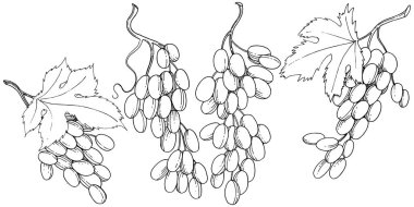 Üzüm sağlıklı gıda izole bir vektör tarzı. Meyve tam adı: üzüm. Vektör arka plan, doku, sarıcı desen veya menü yabani meyve.