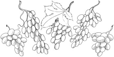 Üzüm sağlıklı gıda izole bir vektör tarzı. Meyve tam adı: üzüm. Vektör arka plan, doku, sarıcı desen veya menü yabani meyve.