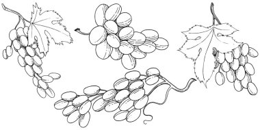Üzüm sağlıklı gıda izole bir vektör tarzı. Meyve tam adı: üzüm. Vektör arka plan, doku, sarıcı desen veya menü yabani meyve.