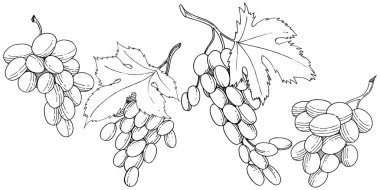 Üzüm sağlıklı gıda izole bir vektör tarzı. Meyve tam adı: üzüm. Vektör arka plan, doku, sarıcı desen veya menü yabani meyve.