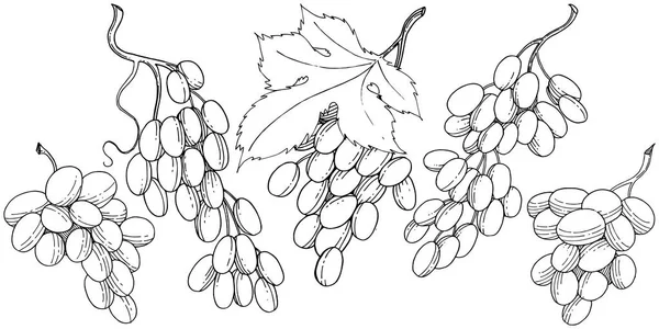 Winogron Zdrowe Jedzenie Stylu Wektor Białym Tle Oficjalna Nazwa Owocu — Wektor stockowy