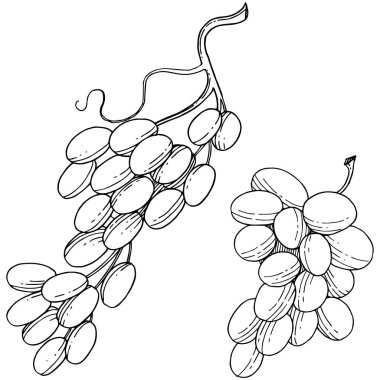 Üzüm sağlıklı gıda izole bir vektör tarzı. Meyve tam adı: üzüm. Vektör arka plan, doku, sarıcı desen veya menü yabani meyve.