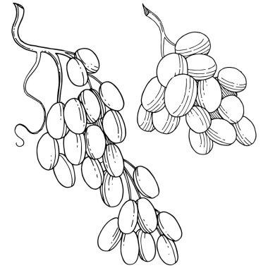 Üzüm sağlıklı gıda izole bir vektör tarzı. Meyve tam adı: üzüm. Vektör arka plan, doku, sarıcı desen veya menü yabani meyve.