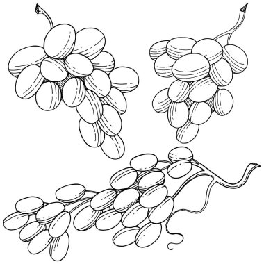 Üzüm sağlıklı gıda izole bir vektör tarzı. Meyve tam adı: üzüm. Vektör arka plan, doku, sarıcı desen veya menü yabani meyve.