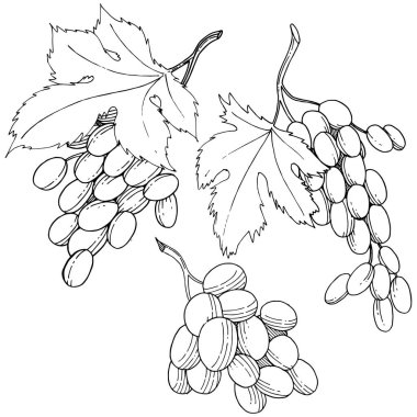 Üzüm sağlıklı gıda izole bir vektör tarzı. Meyve tam adı: üzüm. Vektör arka plan, doku, sarıcı desen veya menü yabani meyve.