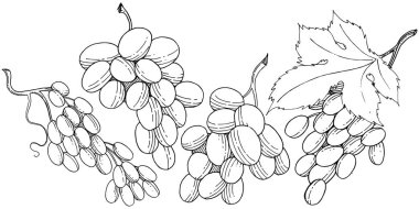 Üzüm sağlıklı gıda izole bir vektör tarzı. Meyve tam adı: üzüm. Vektör arka plan, doku, sarıcı desen veya menü yabani meyve.