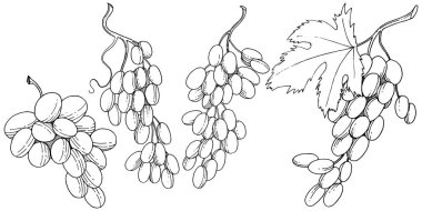 Üzüm sağlıklı gıda izole bir vektör tarzı. Meyve tam adı: üzüm. Vektör arka plan, doku, sarıcı desen veya menü yabani meyve.