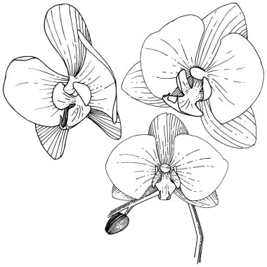 Orkide çiçek izole bir vektör tarzı. Bitki tam adı: orkide. Arka plan, doku, sarıcı desen, çerçeve veya kenarlık için vektör çiçek.