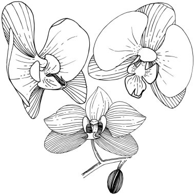 Orkide çiçek izole bir vektör tarzı. Bitki tam adı: orkide. Arka plan, doku, sarıcı desen, çerçeve veya kenarlık için vektör çiçek.