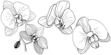 Orkide çiçek izole bir vektör tarzı. Bitki tam adı: orkide. Arka plan, doku, sarıcı desen, çerçeve veya kenarlık için vektör çiçek.