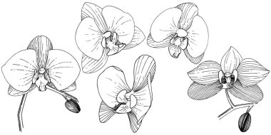 Orkide çiçek izole bir vektör tarzı. Bitki tam adı: orkide. Arka plan, doku, sarıcı desen, çerçeve veya kenarlık için vektör çiçek.