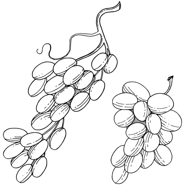 Üzüm Sağlıklı Gıda Izole Bir Vektör Tarzı Meyve Tam Adı — Stok Vektör