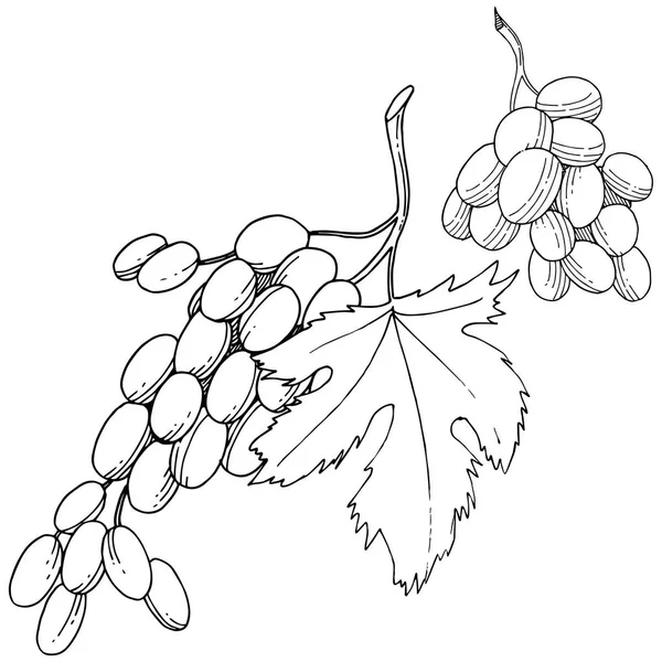 Uva Alimentos Saludables Estilo Vectorial Aislado Nombre Completo Fruta Uva — Archivo Imágenes Vectoriales