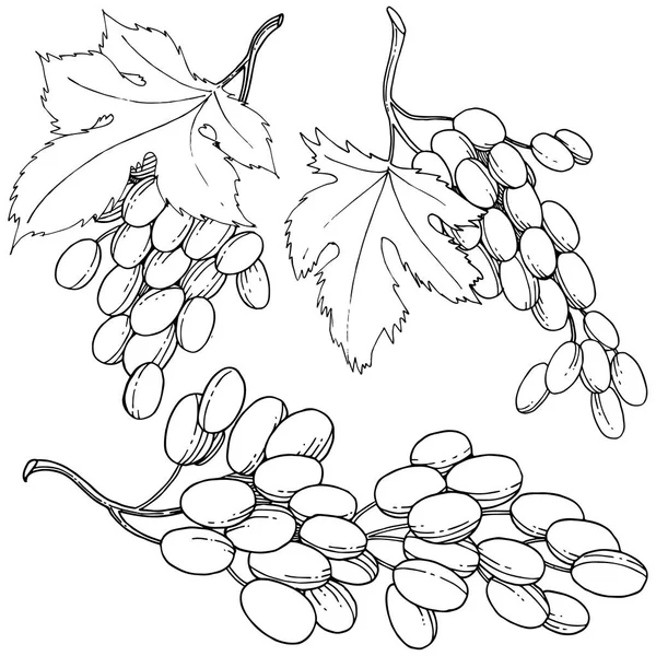 Üzüm sağlıklı gıda izole bir vektör tarzı. Meyve tam adı: üzüm. Vektör arka plan, doku, sarıcı desen veya menü yabani meyve.