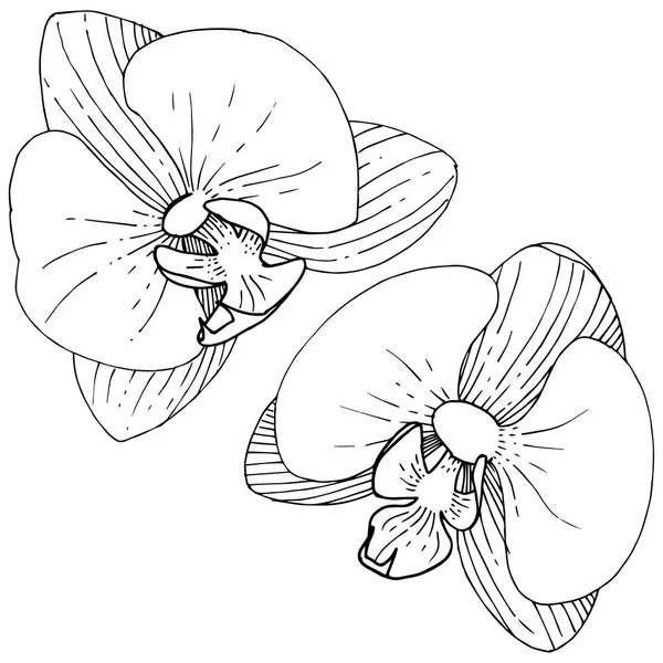 Flor Orquídea Estilo Vectorial Aislado Nombre Completo Planta Orquídea Flor — Archivo Imágenes Vectoriales