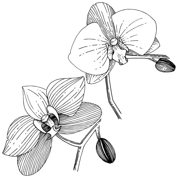 Fleur Orchidée Dans Style Vectoriel Isolé Nom Complet Plante Orchidée — Image vectorielle
