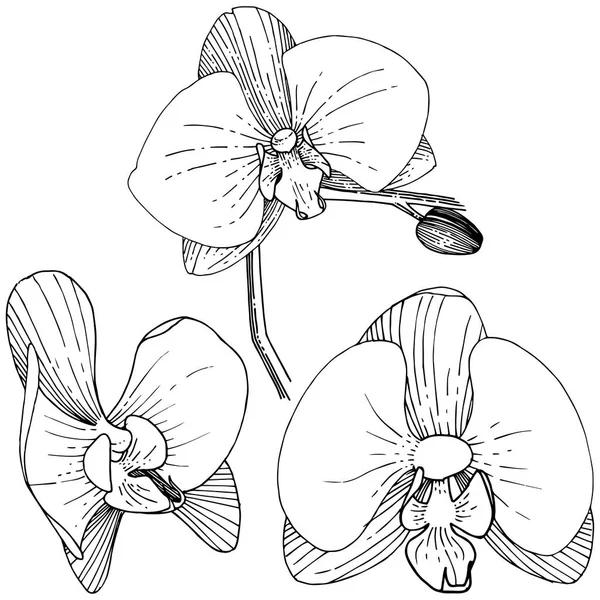 Flor Orquídea Estilo Vectorial Aislado Nombre Completo Planta Orquídea Flor — Archivo Imágenes Vectoriales