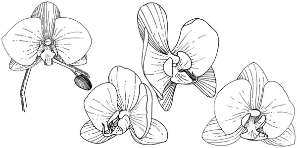 Ορχιδέα Λουλούδι Ένα Στυλ Διάνυσμα Απομονωμένη Πλήρης Ονομασία Του Φυτού — Διανυσματικό Αρχείο