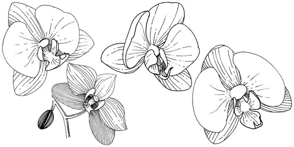 Bloem Van Orchidee Stijl Van Een Vector Geïsoleerd Volledige Naam — Stockvector