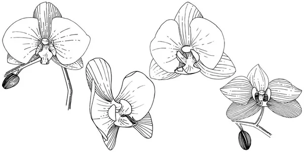 分離ベクトル スタイルで蘭の花 植物の完全な名前 テクスチャ ラッパー パターン 枠や図面枠のベクターの花 — ストックベクタ