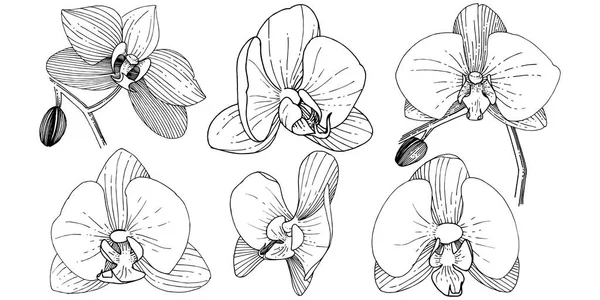 Orkide Çiçek Izole Bir Vektör Tarzı Bitki Tam Adı Orkide — Stok Vektör
