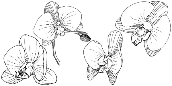 Floare Orhidee Într Stil Vectorial Izolat Numele Complet Plantei Orhidee — Vector de stoc